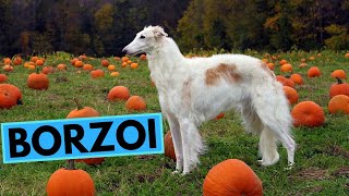 Borzoi Dog Breed  TOP 10 Interesting Facts [upl. by Narot]