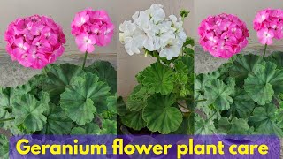 Geranium flower plant care in summer How to care geranium flower plant [upl. by Ellivro588]