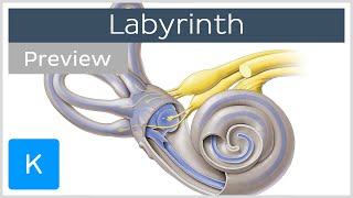 Labyrinth Structure and inner ear function preview  Human Anatomy  Kenhub [upl. by Desi63]