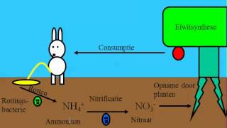 Wat is de NKringloop of Stikstof kringloop [upl. by Adnor]