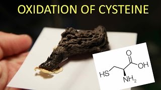 Oxidation of the Amino Acid LCysteine [upl. by Aylsworth]