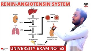 ReninAngiotensin system  Physiology functions of AngiotensinII [upl. by Nelra750]