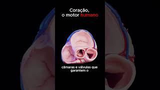 Motor Humano curiosidades coisasincriveis ciencia fatoscuriosos dicas [upl. by Eelahs]