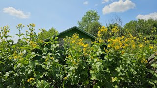 The Super Fantastic Native Sunflower Cup Plant [upl. by Llerroj]