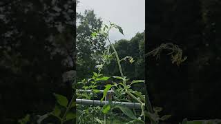 Tomato hornworm damage I found the culprit gardening [upl. by Bradski]