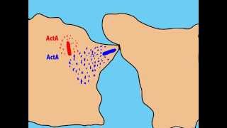 The intracellular life cycle of Listeria monocytogenes  Fabian Ortega [upl. by Anairt571]