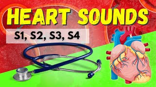 Heart Sounds Made Easy  S1 S2 S3 S4 and Murmurs Systolic and Diastolic [upl. by Yddub825]