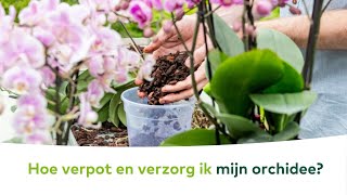 KAMERPLANTEN  Hoe verpot en verzorg ik mijn orchidee [upl. by Cheryl898]