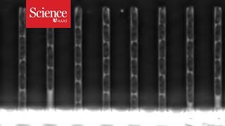 Mutating DNA caught on film [upl. by Rochella]