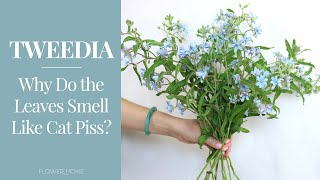 Tweedia 101 Why Do the Leaves Smell Like Cat Piss [upl. by Ezara]