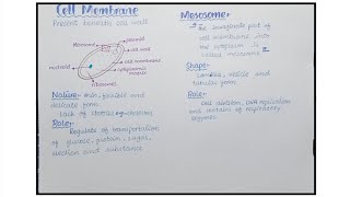 Bacterial Cell Structure  Plasmid Mesosomes And Nucleoid  Biology Class 11 Biology [upl. by Silletram479]