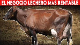 🔴 Vacas Lecheras El Negocio Lechero más Rentable ✅ [upl. by Alit]