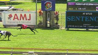 Capalaba06102024Race1 [upl. by Eyllom]