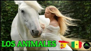 LOS ANIMALES Aprender español en Wolof aprenderespañol PolyglotHouse [upl. by Mcnair]