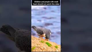 Peregrine Falcons Breeding at Ocean Side nature [upl. by Phemia]