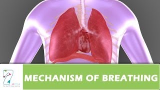 MECHANISM OF BREATHING PART 02 [upl. by Assir650]