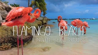 Flamingos On A Private Island  Renaissance Island ARUBA [upl. by Jariah]