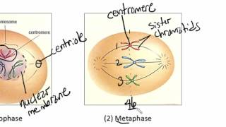 GR 10 Mitosis Science Video Tutorial [upl. by Wileen889]