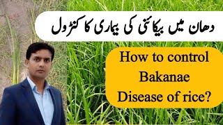 Control of Bakanae Disease of rice  Best method to control Bakanae disease of rice  Plant Clinics [upl. by Idak]