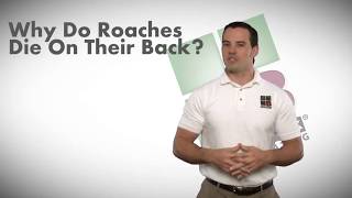 Why Do Roaches Die On Their Back  Bulwark Exterminating Roach Control [upl. by Nire611]