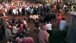 Presidential bullfight in Kenya [upl. by Wall]