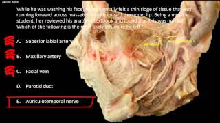 What can normally be rolled against masseter muscle [upl. by Mihe]