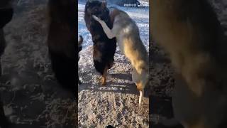 tibetan mastiff vs 3 wolfs fight 🔥animals wildlife shortsfeed shortsvideo viralvideo [upl. by Eudoxia]