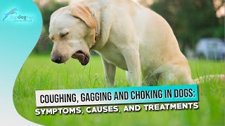 Coughing Gagging and Choking in Dogs Symptoms Causes and Treatments [upl. by Ailegra821]