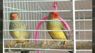 Finches cage ideas with accessories [upl. by Gnel]