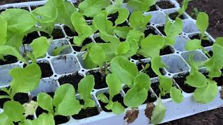 Le potager en septembre quel légume pour l’automne [upl. by Ceciley774]