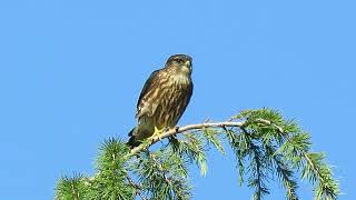 083024 Black Merlin Falcon Hunt Kent Wa 0492162 [upl. by Candida]