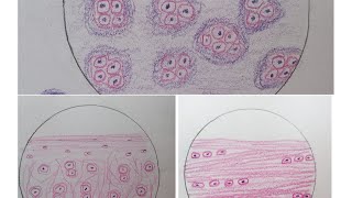 Histology of Cartilage  step by step drawing with brief description [upl. by Oiramad644]