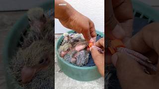 pigeon ring making videos pigeon instagram [upl. by Etteval]