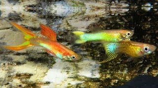 Der Guppy  Die Dokumentation Haltung Pflege Zucht Fütterung Krankheiten reticulata Guppys [upl. by Morley833]