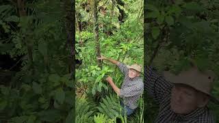 Kahikatea tree native to New Zealand planted in the new forest [upl. by Hartzel]