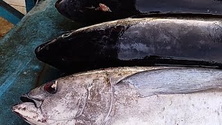 Live 16 Aug 24 ‼️🔥 Cutting fresh yellowfin tuna by skilled hands at Sorong Fish Market West Papua [upl. by Alberto]