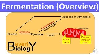 Fermentation Overview updated [upl. by Marybella915]