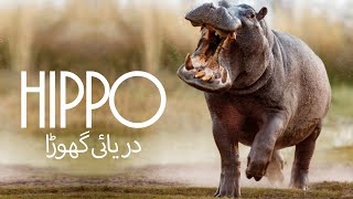 دریائی گھوڑا، دنیا کا دوسرا بھاری جانور Hippopotamus Second Heaviest Living Animal Daryai Ghora [upl. by Avitzur]