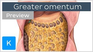 Overview of the Greater Omentum preview  Human Anatomy  Kenhub [upl. by Lohner]