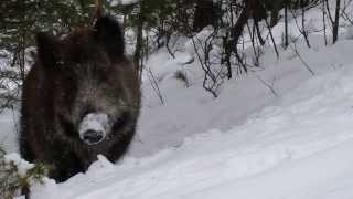 Young boars in the winter [upl. by Tshombe]