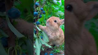 Rabbit eating blueberries🫐🫐 [upl. by Debbie]