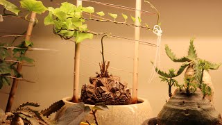 Dioscorea elephantipes vine timelapse [upl. by Aiym5]