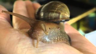 Meine Schnecke Chelsea Achatina immaculata [upl. by Candice]