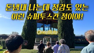 이탈리아 와인 성지 볼게리 오르넬라이아 와이너리 투어⭐️ Ornellaia Winery Tour in Bolgheri Super Tuscan Wine tuscanywine [upl. by Linea]