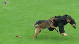 Malinois DOG ATTACK Best Attacks AMAZING [upl. by Denys]