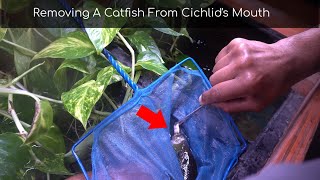 Cichlid Gets A Catfish Stuck In Its Mouth [upl. by Manup223]