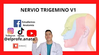 NERVIO TRIGÉMINO V1 13 anatomia elprofedeanato medicina estudiantes fypシ nervioscraneales [upl. by Misak985]