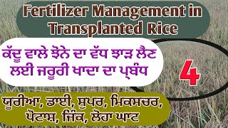 Fertilizer Management in Transplanted Rice ਕੱਦੂ ਕਰਕੇ ਲਗਾਏ ਗਏ ਝੋਨੇ ਨੂੰ ਖਾਦਾਂ Shergill Markhai [upl. by Kwabena]