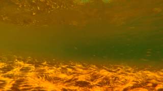 Lake Huron Underwater Minnow Ballet [upl. by Lehcer]