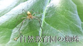 caution※Spider image蜘蛛に注意※初夏の自然教育園PART3 蜘蛛だらけ [upl. by Nive]